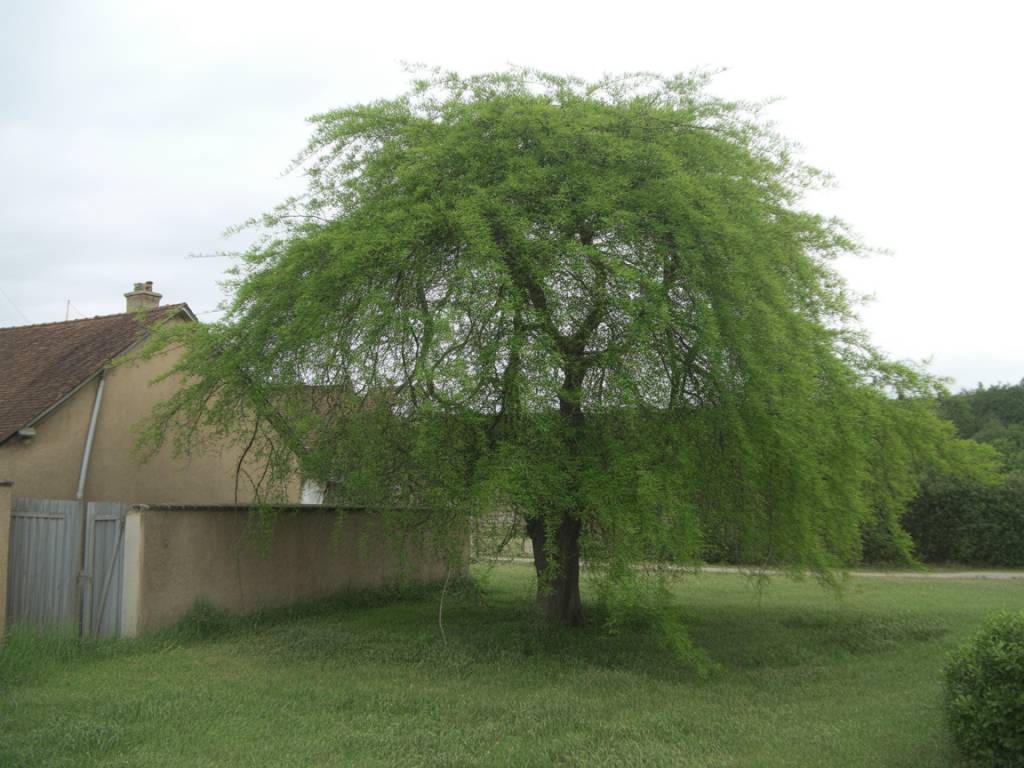 Puis-je obliger mon voisin à couper un arbre trop envahissant ?