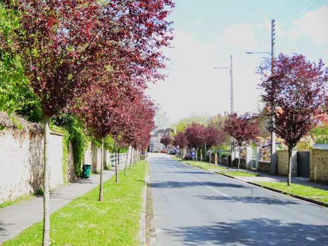 a street lined with trees and grass next to a fence