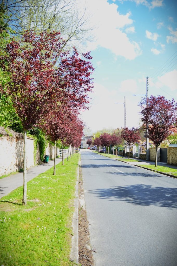 a street lined with trees and grass next to a fence