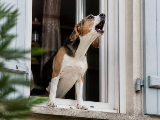 Nuisances aboiement chien : quels recours juridiques pour les faire cesser ?