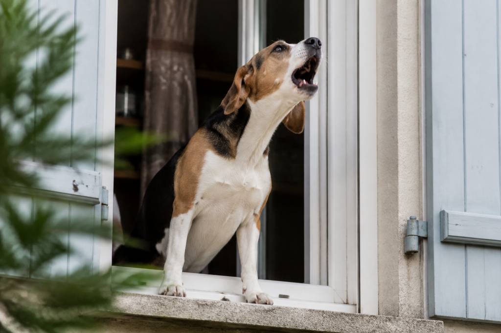 Nuisances aboiement chien : quels recours juridiques pour les faire cesser ?