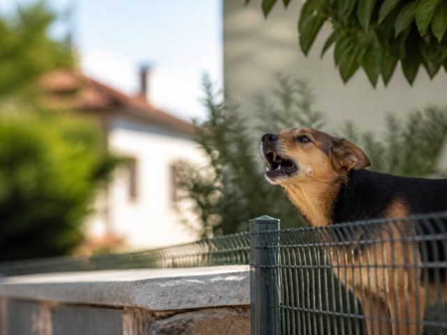 Nuisance aboiement chien : quels recours juridiques pour les troubles de voisinage ?