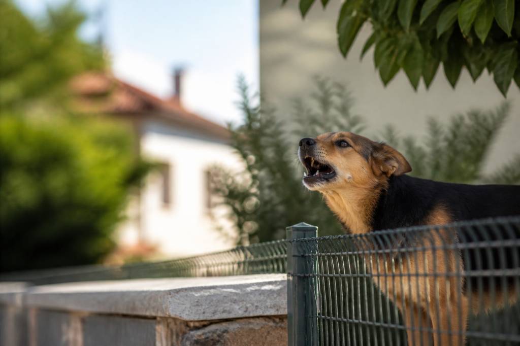 Nuisance aboiement chien : quels recours juridiques pour les troubles de voisinage ?
